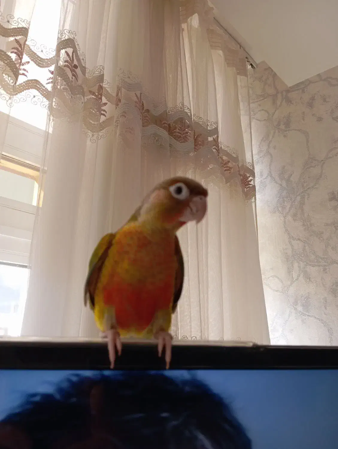 گرینچیک دونخور دستی|پرنده|عسگران, |دیوار