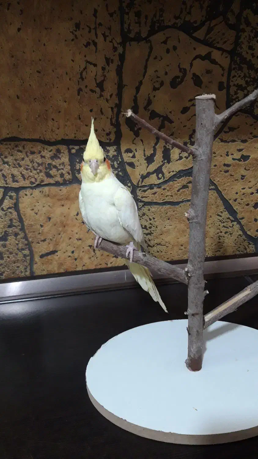 عروس هلندی ماده لوتینو هفت ماهه|پرنده|اسلام‌شهر, مظفریه|دیوار