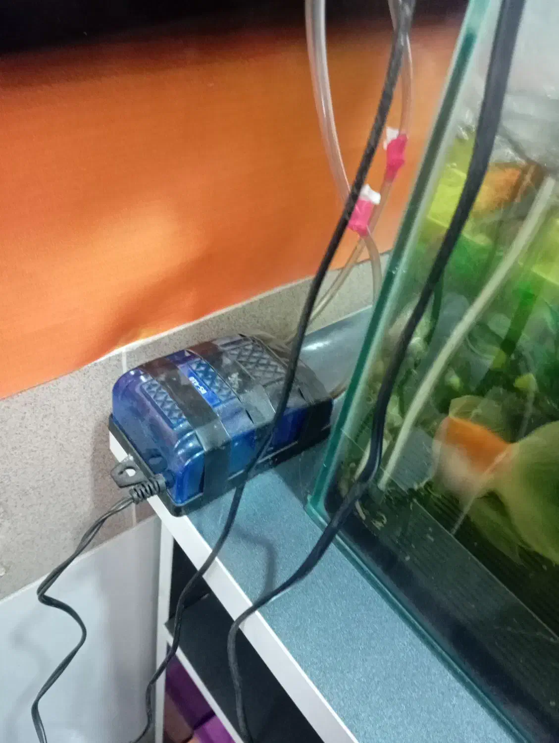 آکواریوم شیشه خم با ماهی و وسایل|ماهی|میاندوآب, |دیوار