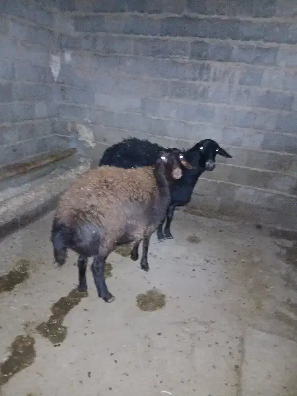 شیشک ماده و بره ماده چاق|حیوانات مزرعه|سقز, |دیوار