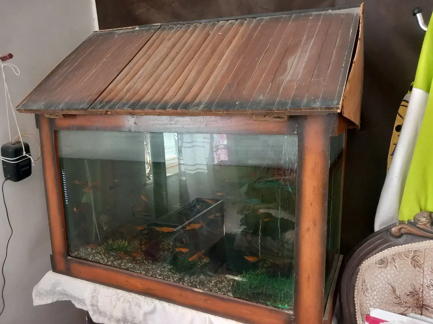 ماهی آکواریومی|ماهی|مشهد, گنبدواز|دیوار