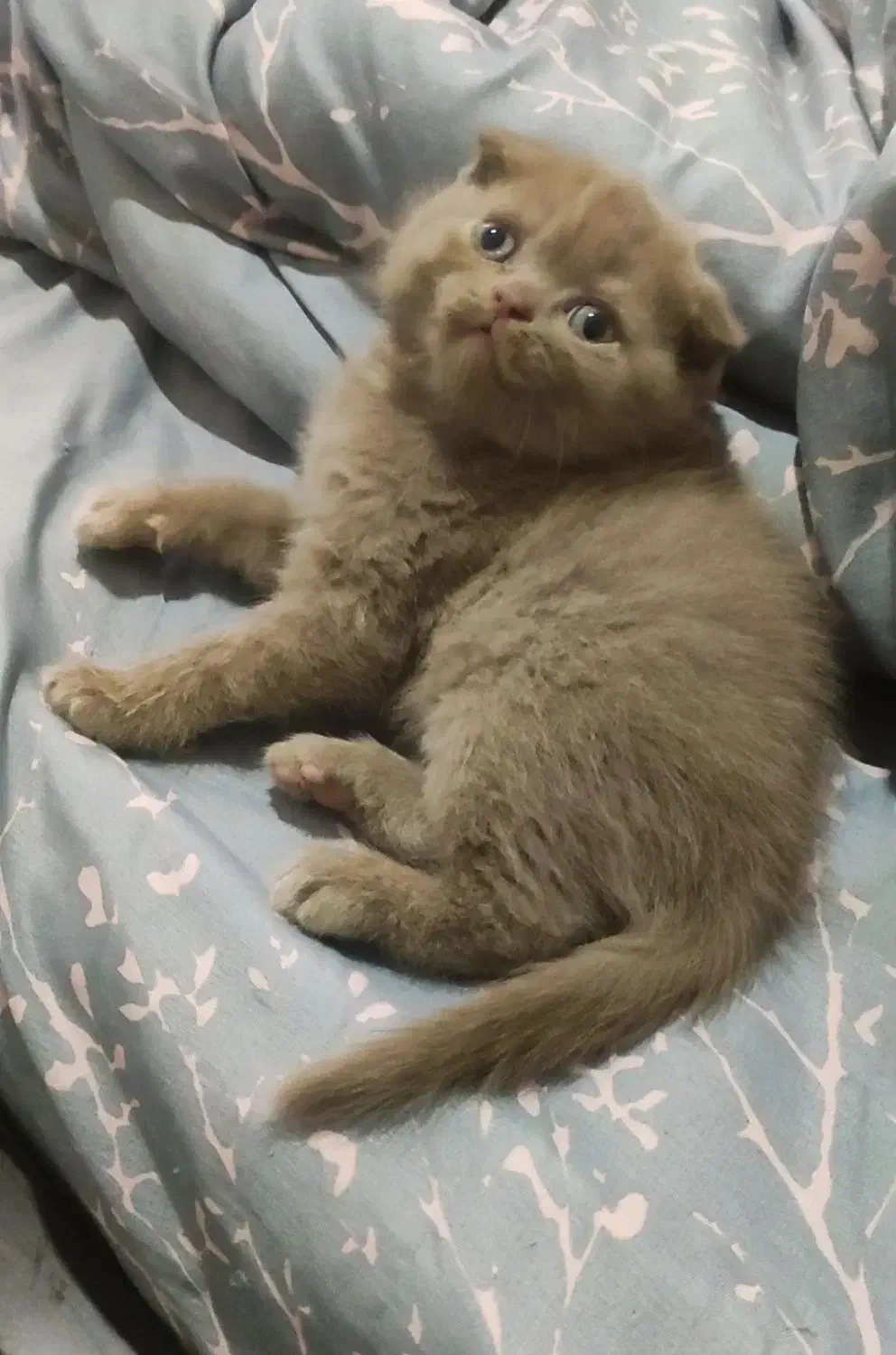 گربه اسکاتیش|گربه|گرگان, |دیوار