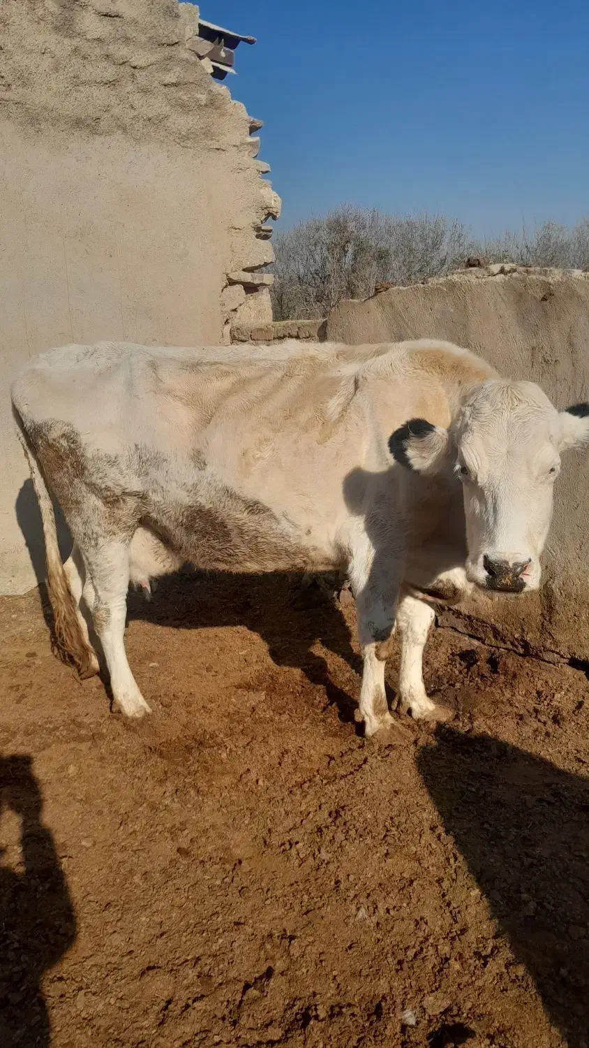 یه راس گاو سیمنتال با گوساله اش نر سیمین|حیوانات مزرعه|تاکستان, |دیوار