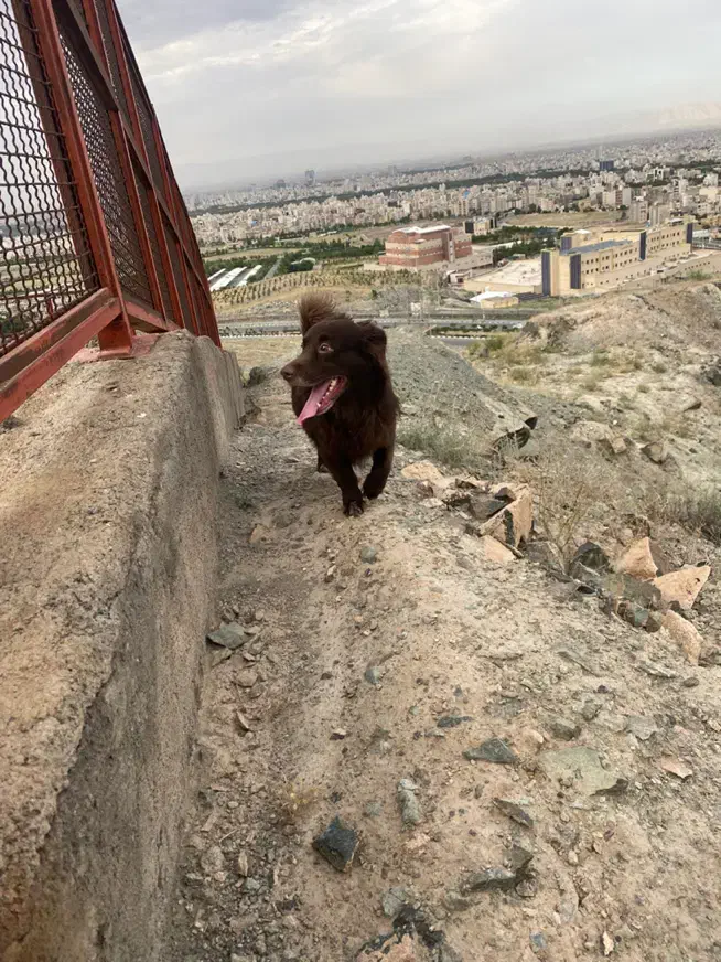 111|سگ|تربت جام, نظامی|دیوار