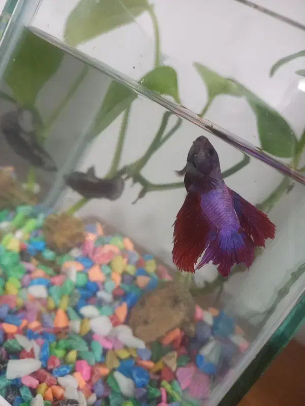 یک جفت فایتر مولد|ماهی|قم, پردیسان|دیوار