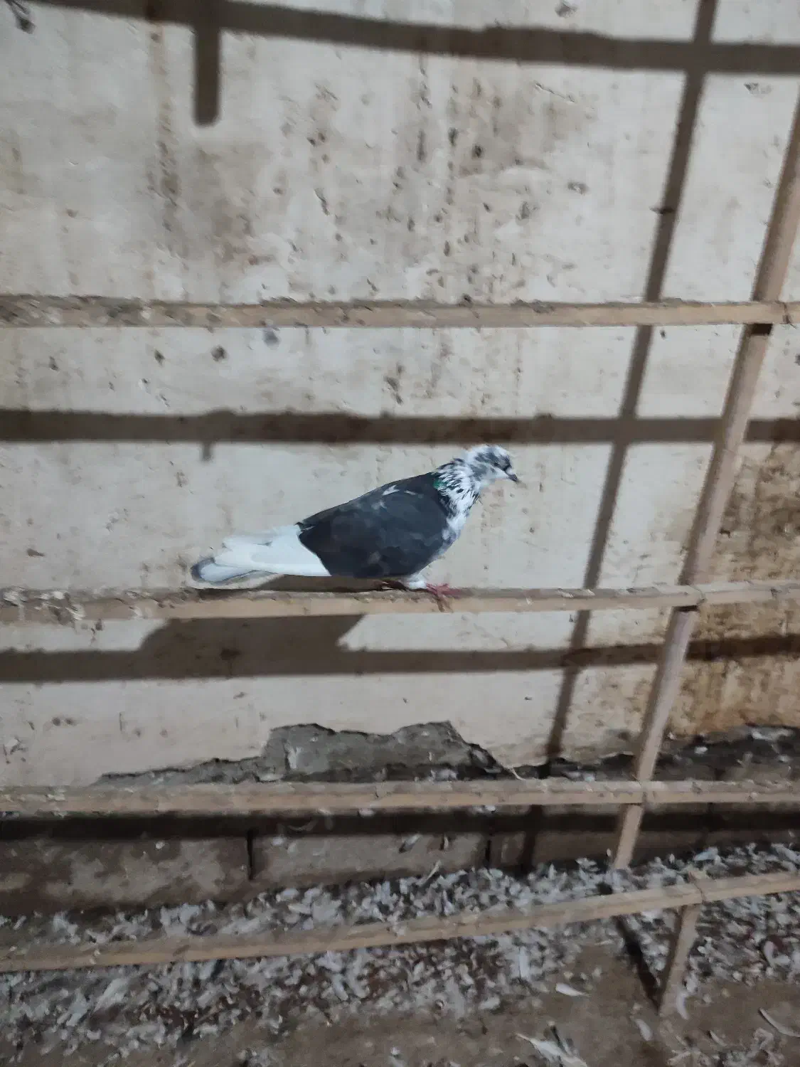 فروش تعدادی کبوتر|پرنده|ماسوله, |دیوار