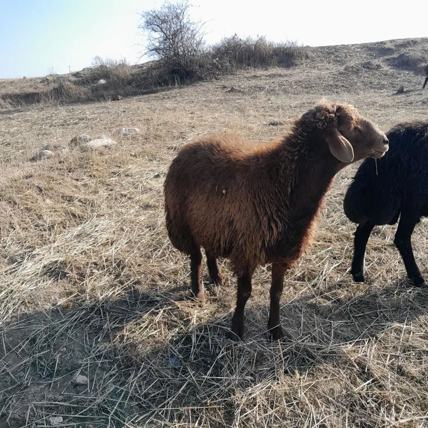 قوچ دامازدغ|حیوانات مزرعه|ثمرین, |دیوار