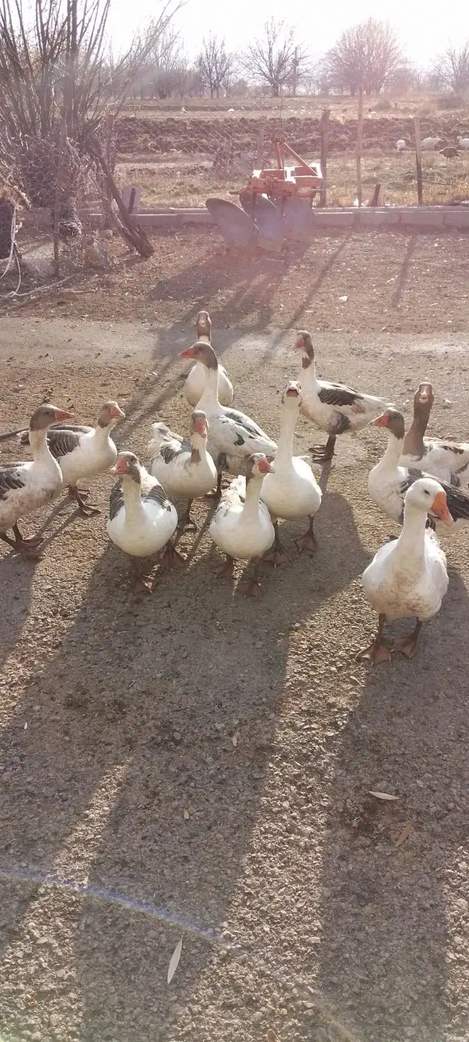 غاز|حیوانات مزرعه|الشتر, |دیوار