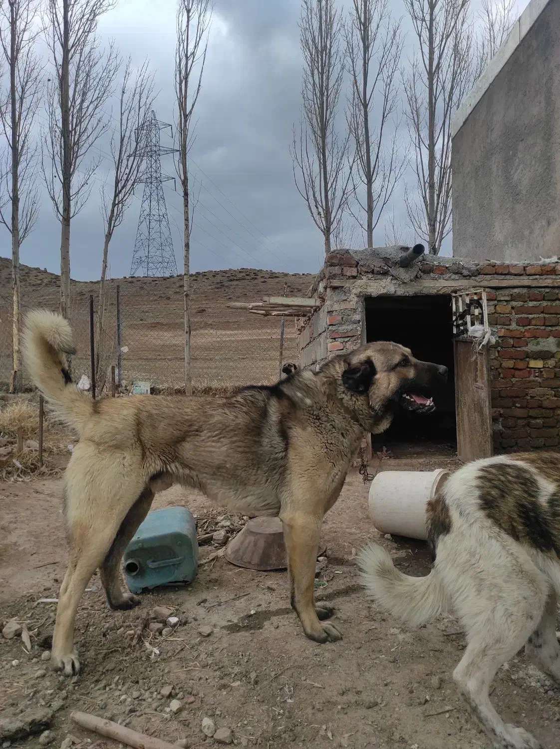 سگ سرابی|سگ|هیر, |دیوار