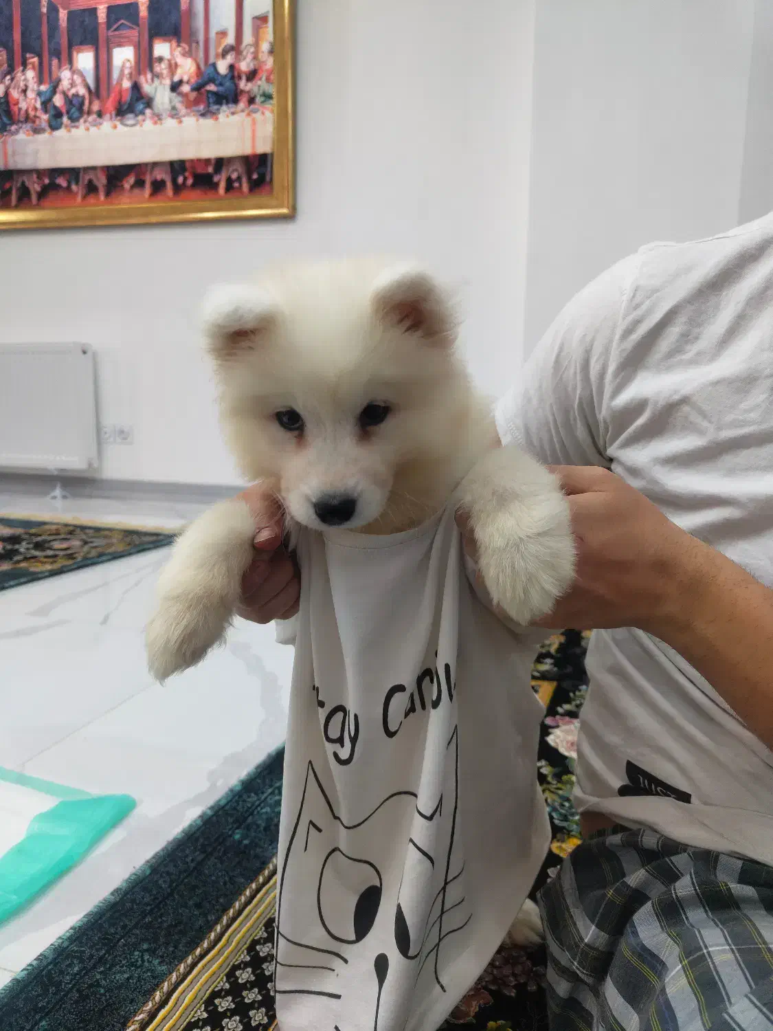 سگ سامویید|سگ|محلات, |دیوار