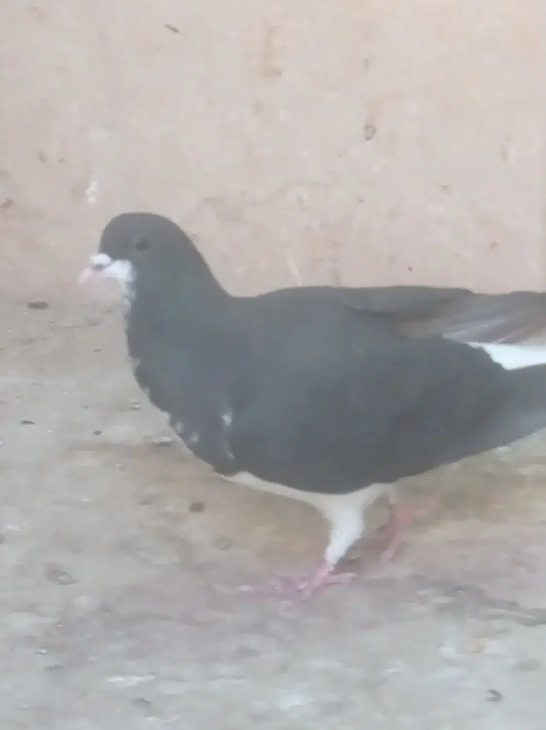 سه تا بدون غلط|حراج|اقبالیه, |دیوار