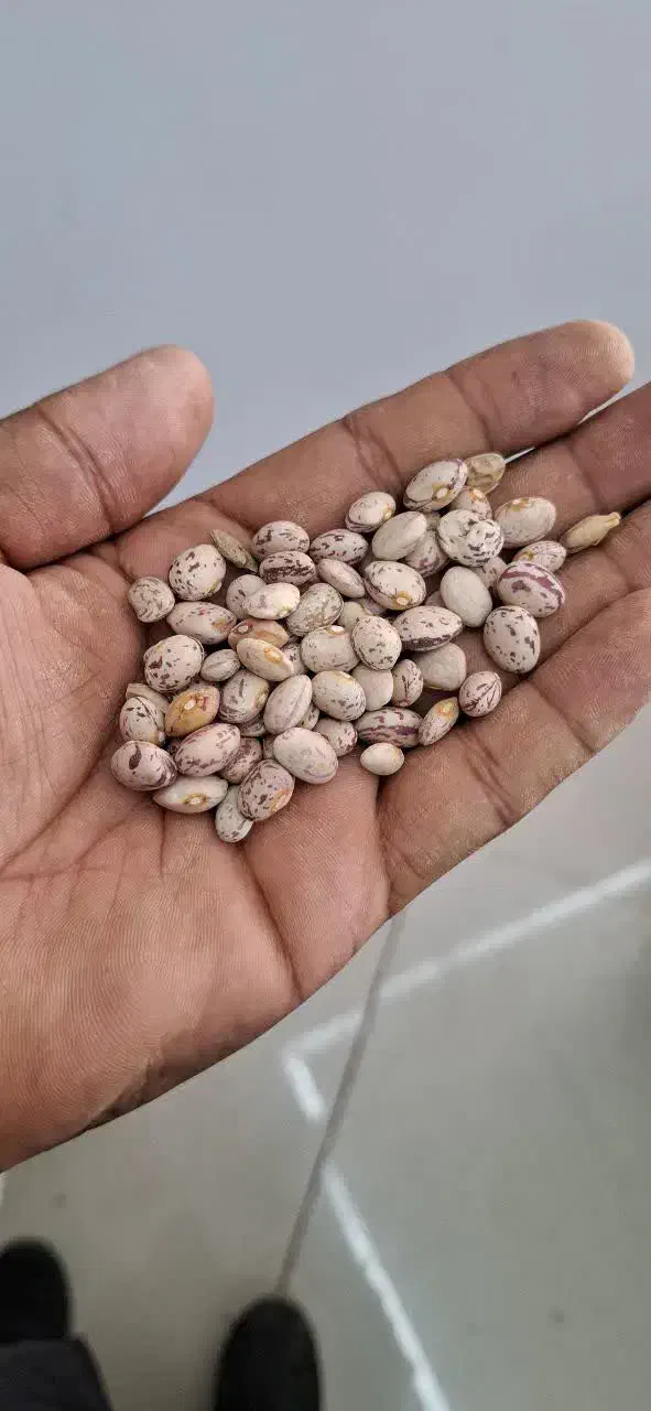 لوبیا چیتی|خوردنی و آشامیدنی|فولادشهر, C4|دیوار