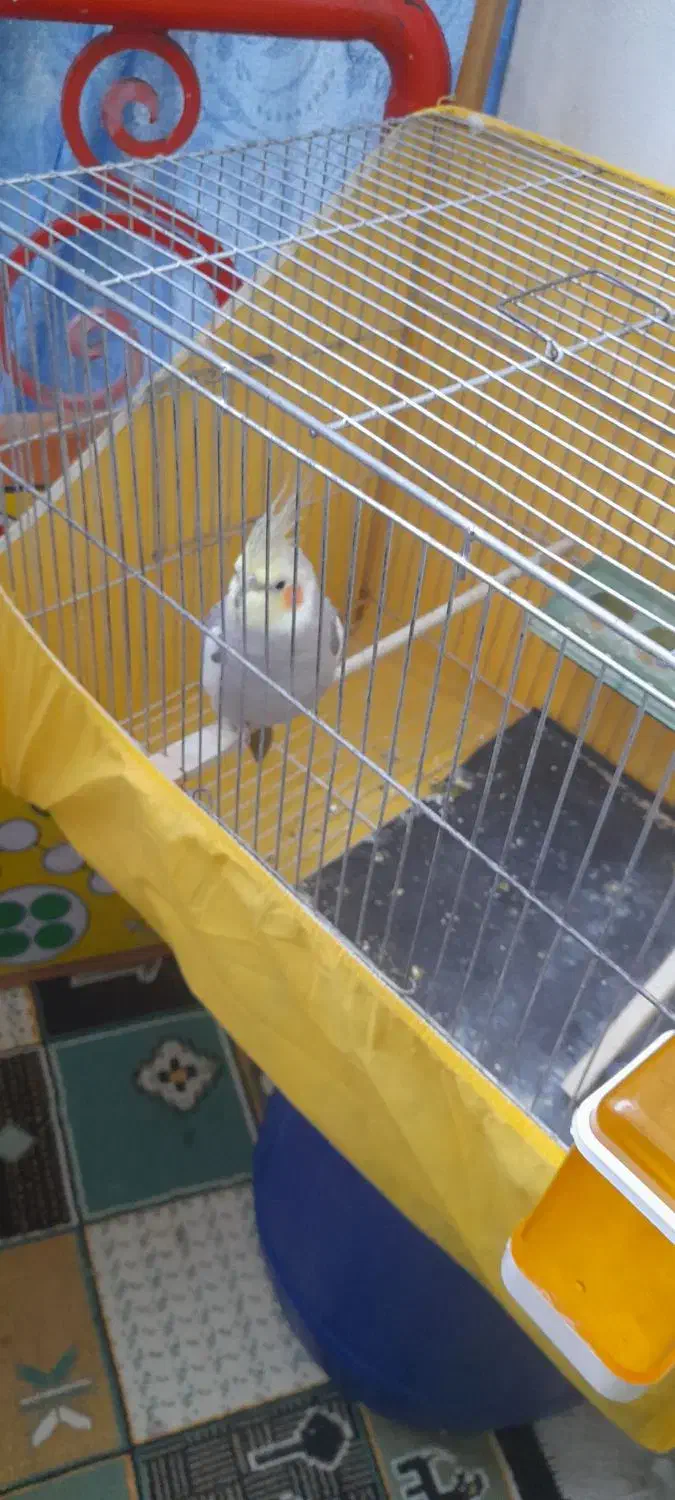 عروس هلندی نر|پرنده|ماسال, |دیوار