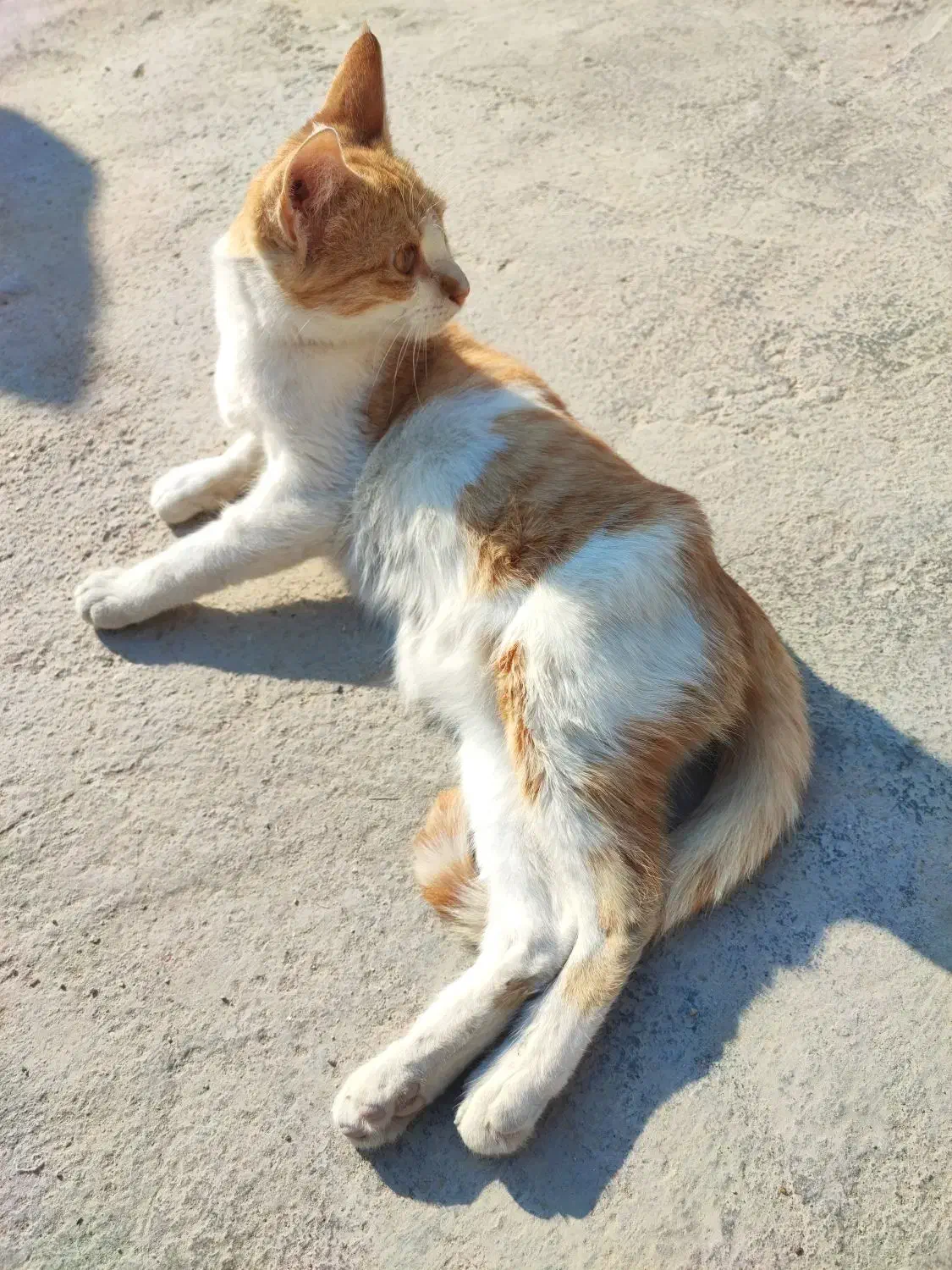 بچه گربه|گربه|دلوار, |دیوار