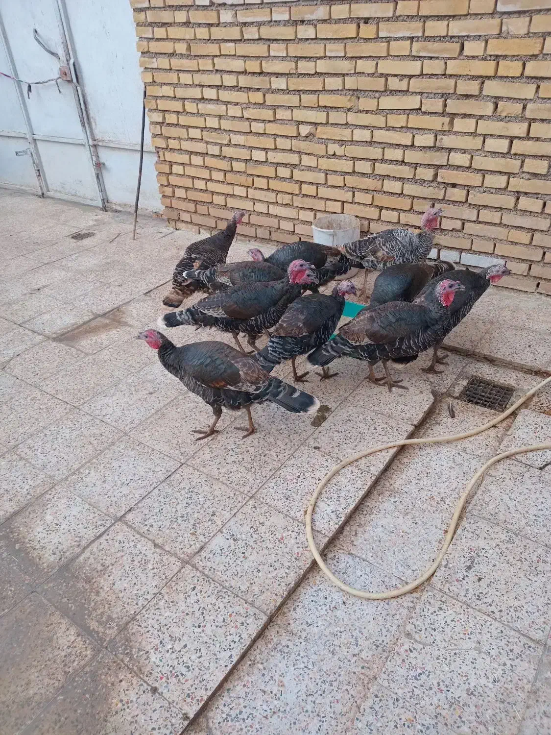 بوقلمون ماده|حیوانات مزرعه|اندیمشک, |دیوار