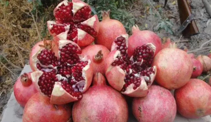 انار|خوردنی و آشامیدنی|کوهنانی, |دیوار