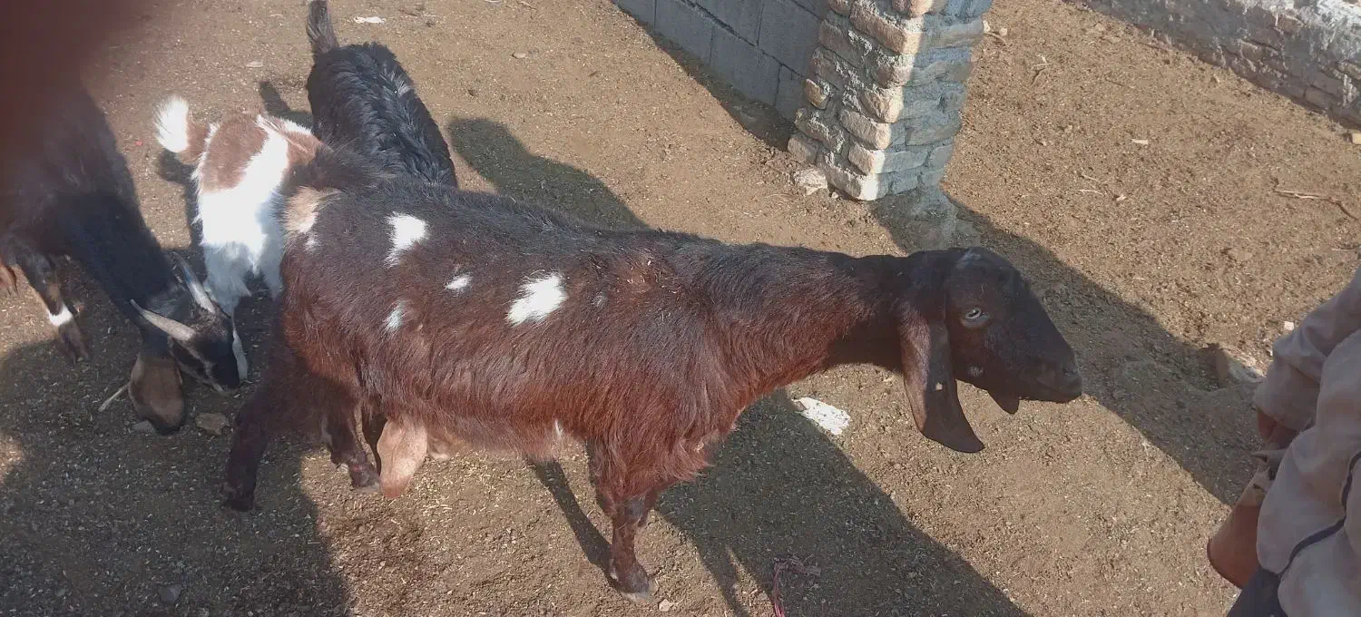 بز دو بر دوقلوا زا|حیوانات مزرعه|تربت‌حیدریه, پائین ولایت|دیوار