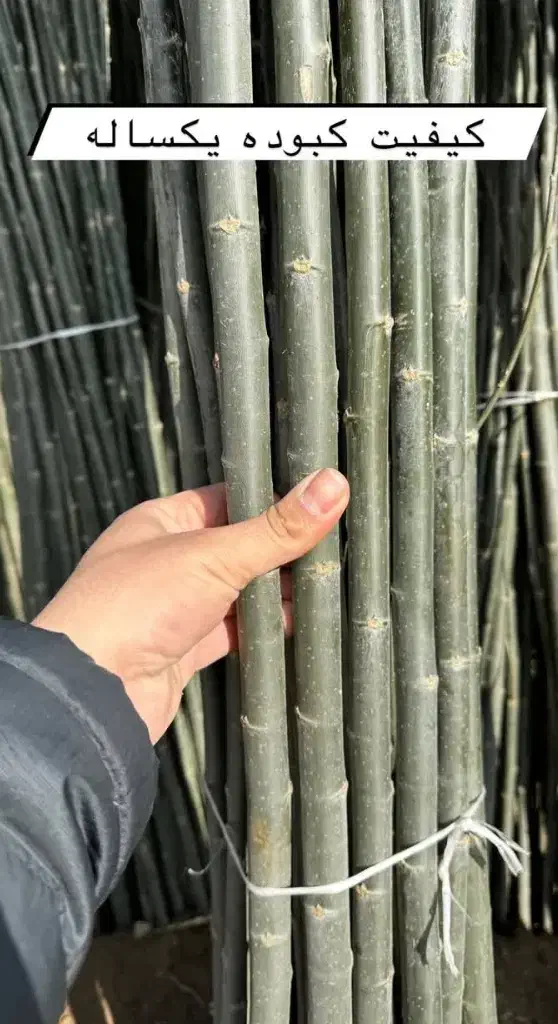 صنوبر نگرای ترکیه وکبوده و پالونیا|خدمات باغبانی و درختکاری|اراک, |دیوار