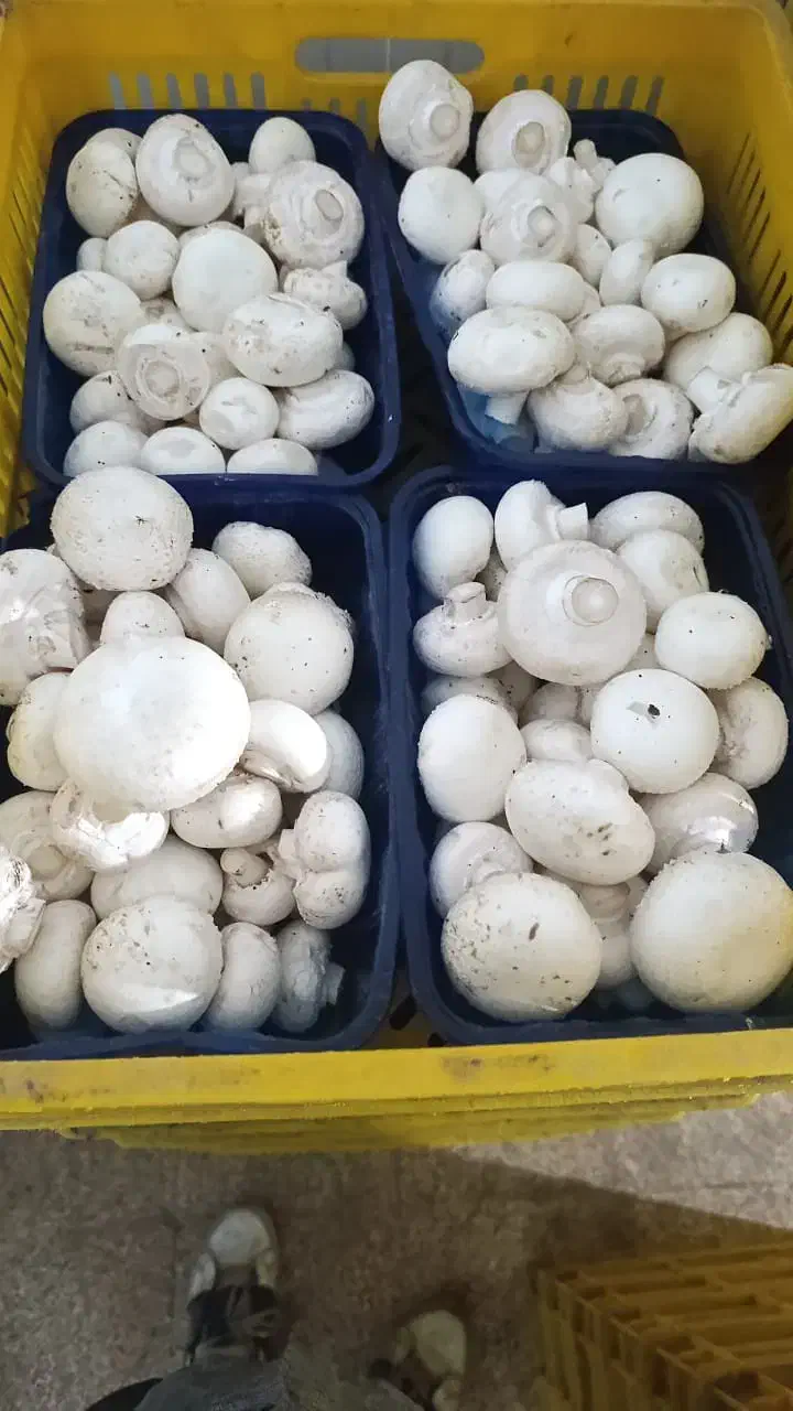 قارچ خوراکی|خوردنی و آشامیدنی|صومعه‌سرا, |دیوار