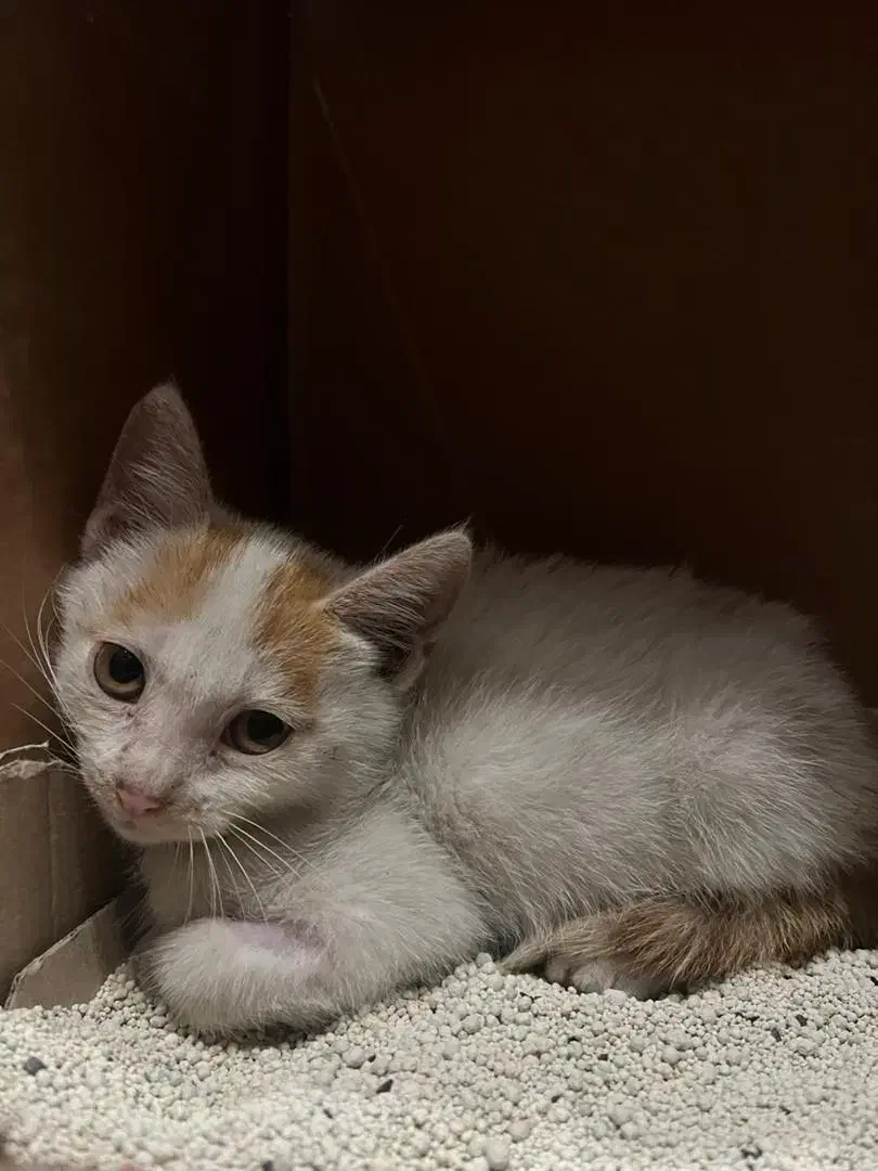 من یه پسر دوماهه هستم/DSH|گربه|رشت, کاکتوس|دیوار