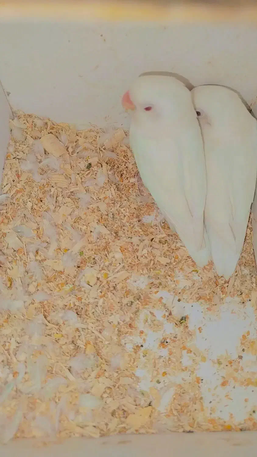 البینو|پرنده|بندر ماهشهر, |دیوار