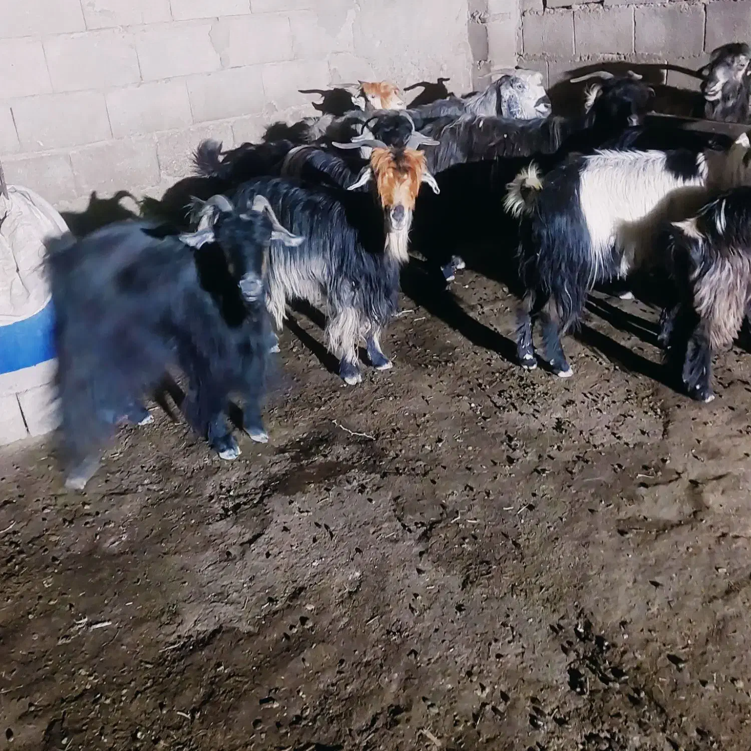 9راس بز ترکی|حیوانات مزرعه|شوشتر, |دیوار