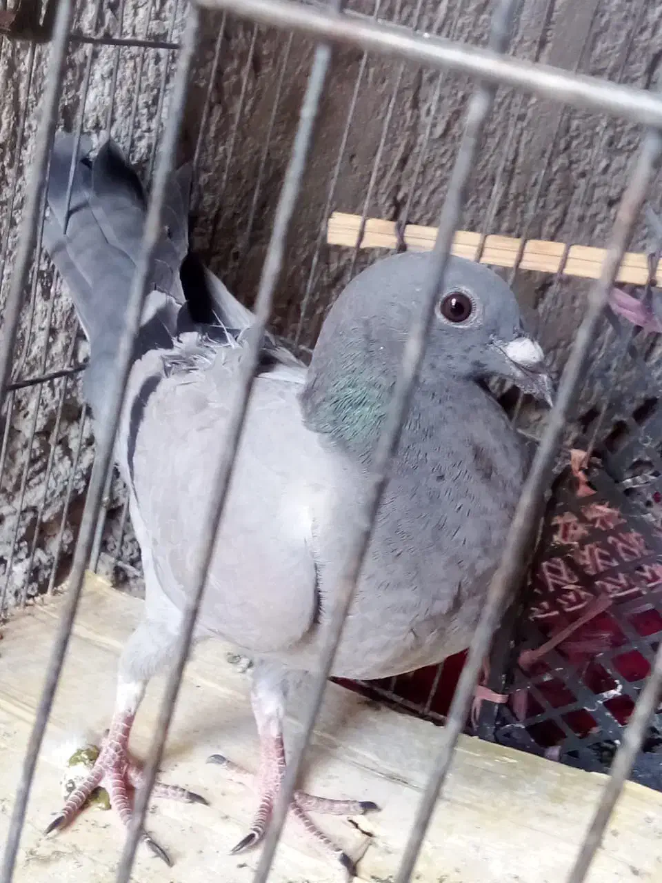 گفتر|پرنده|ایرانشهر, |دیوار