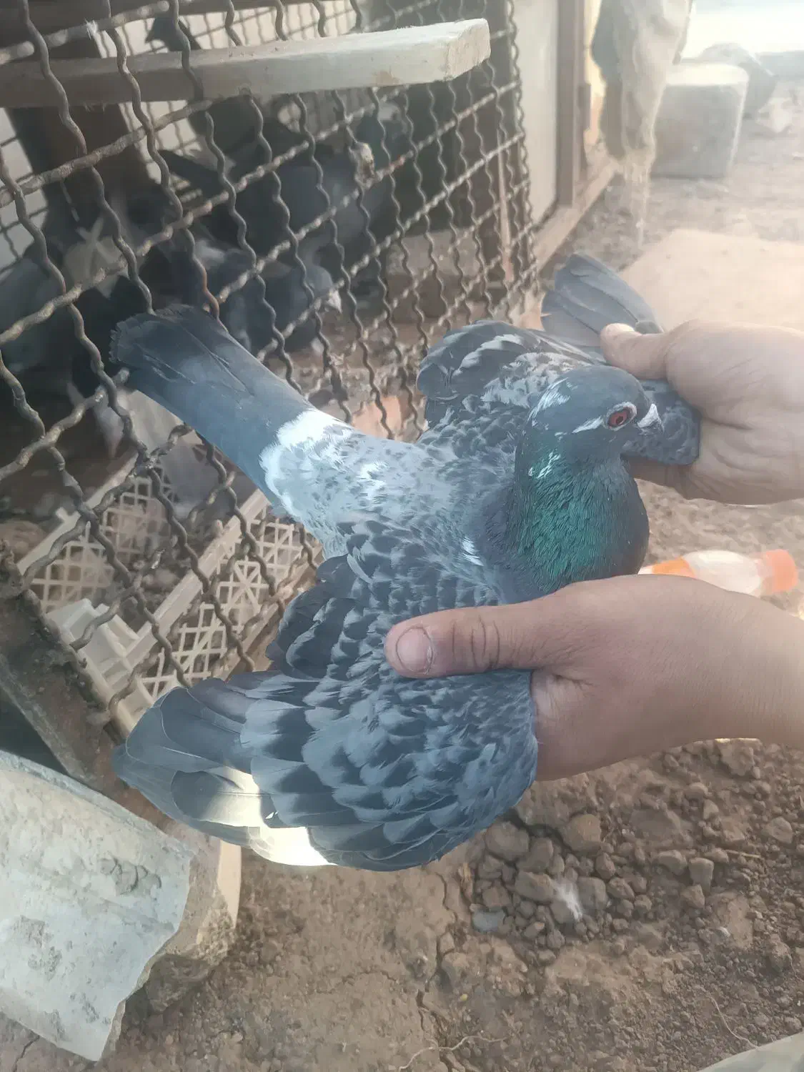 پولکی نر|پرنده|تربتحیدریه, قائم|دیوار