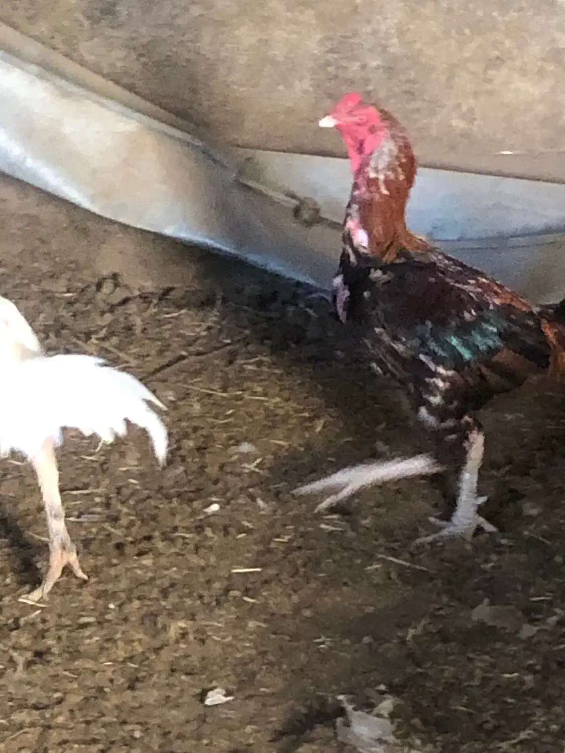 خروس|حیوانات مزرعه|باخزر, |دیوار