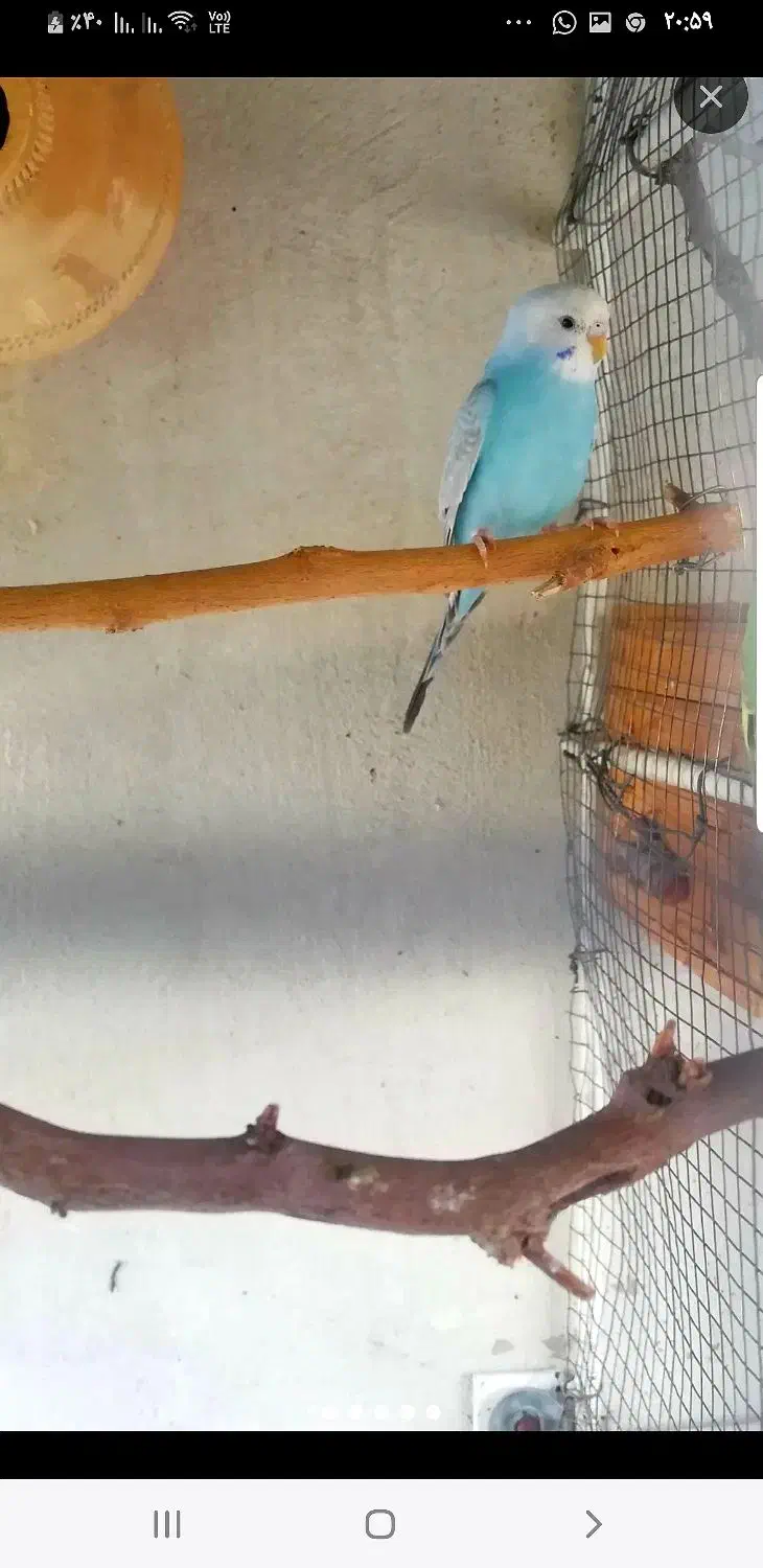 مرغ عشق گمشده|پرنده|شبانکاره, |دیوار