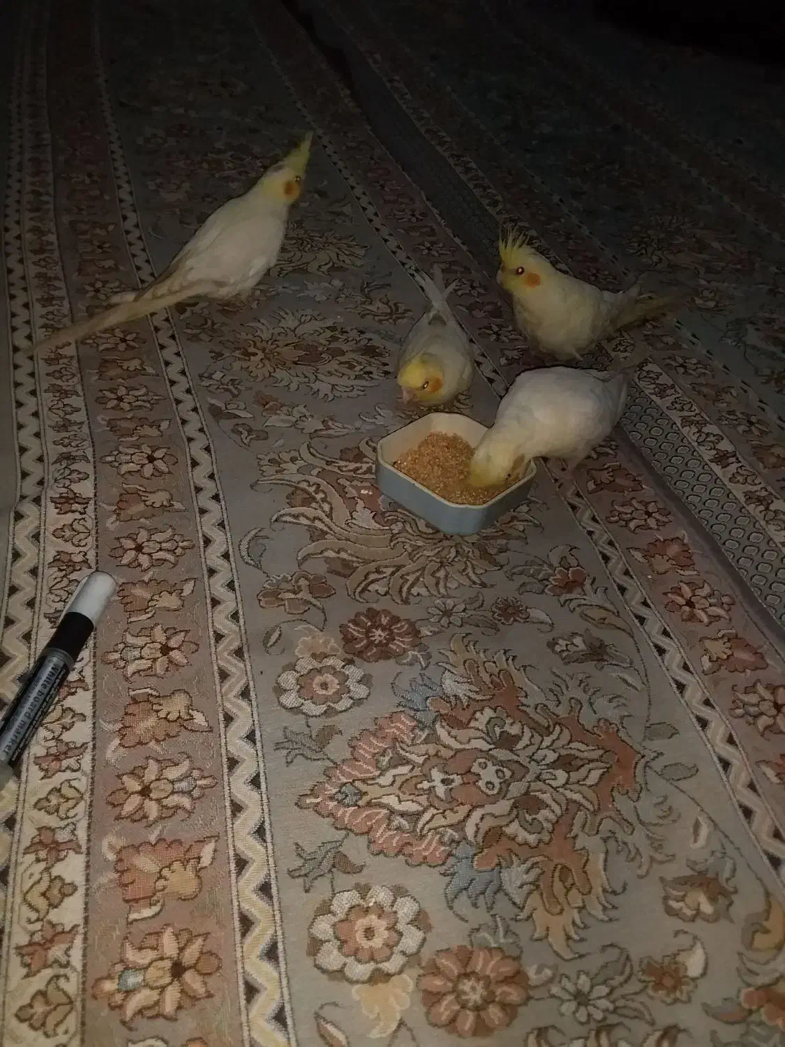 دو جفت عروس هلندی زیبا|پرنده|زهک, |دیوار