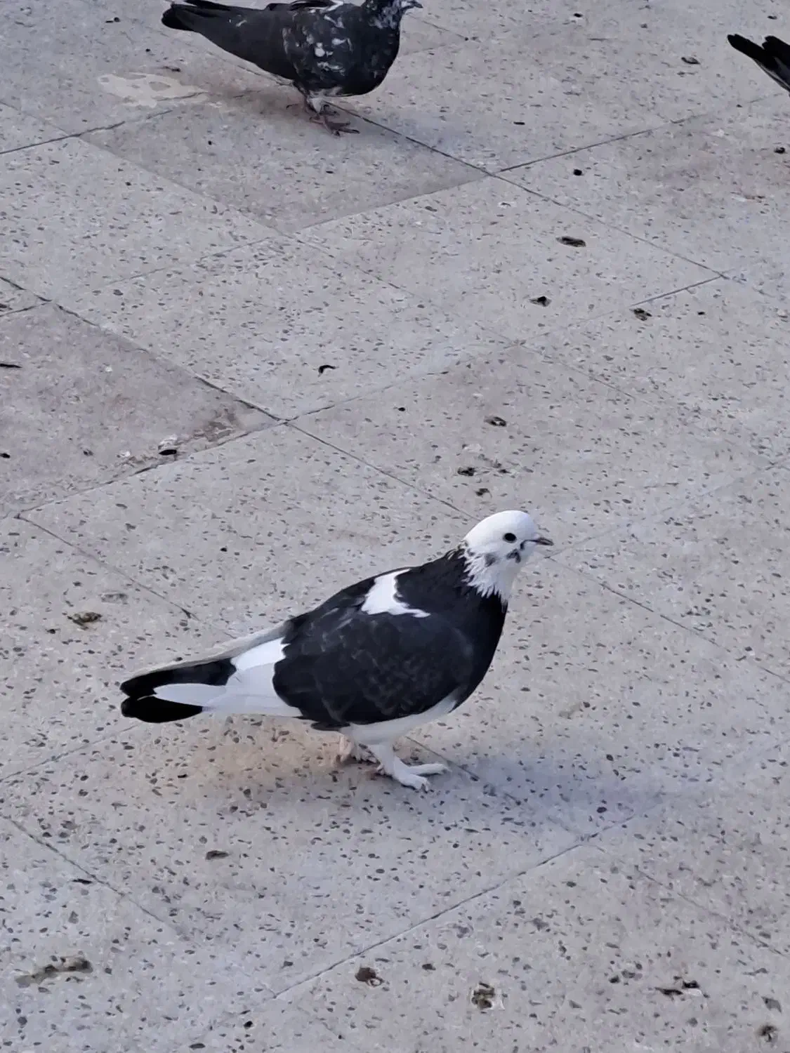 کفتر خال قدیم دونه ۲۵۰|پرنده|تهران, نازی‌آباد|دیوار