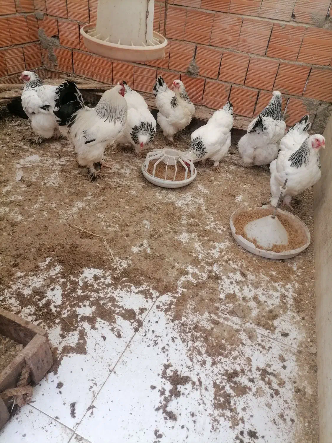 تخم مرغ نطفه دار برهما|حیوانات مزرعه|قائمشهر, |دیوار