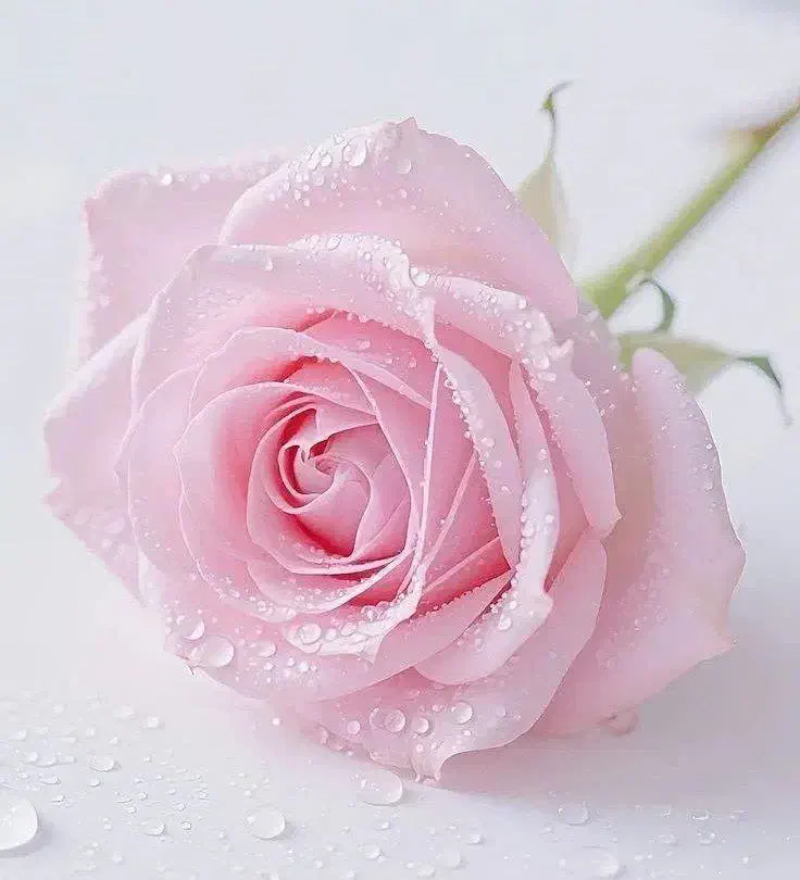 سرویس مدرسه|فعالیت داوطلبانه|اسلام‌‌آباد غرب, |دیوار