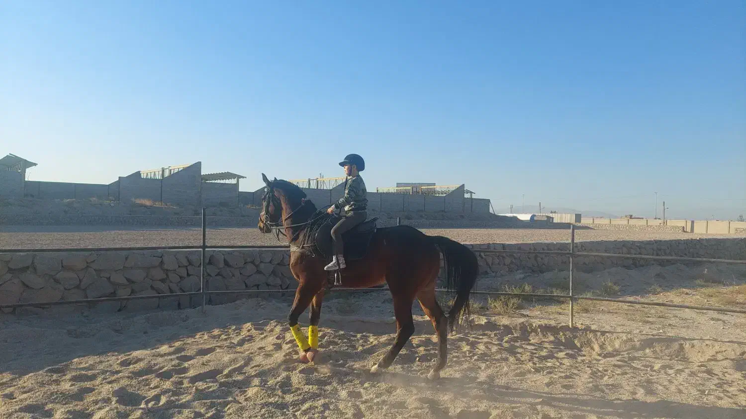 اسب ورزشی|اسب و تجهیزات اسبسواری|تبریز, |دیوار