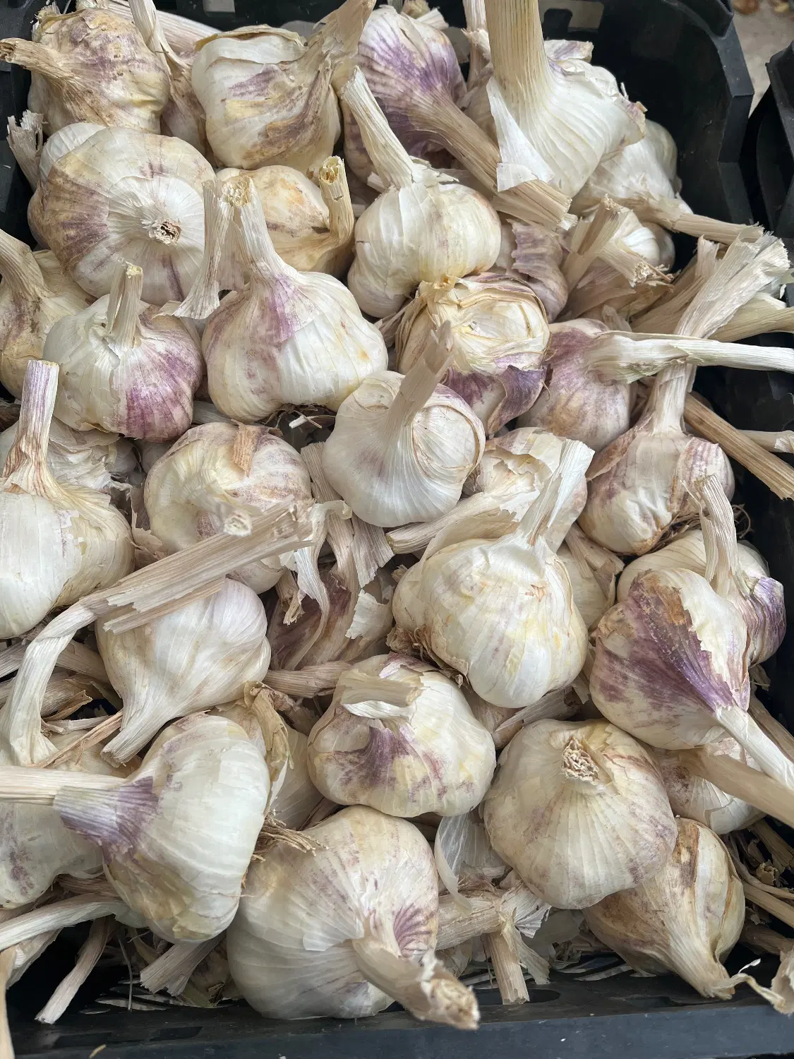 سیر|خوردنی و آشامیدنی|تویسرکان, |دیوار