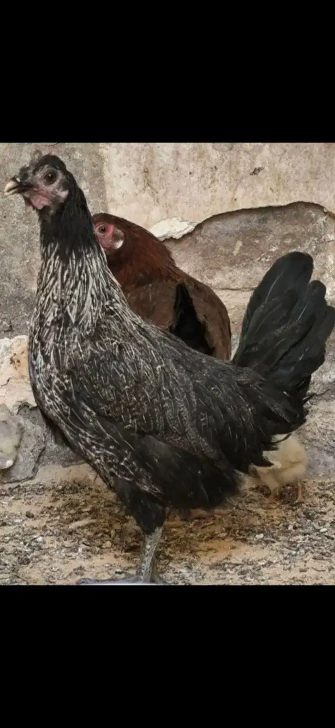 تخم مرغ نطفه دار ، اصیل|حیوانات مزرعه|اهواز, کوی آزادی|دیوار