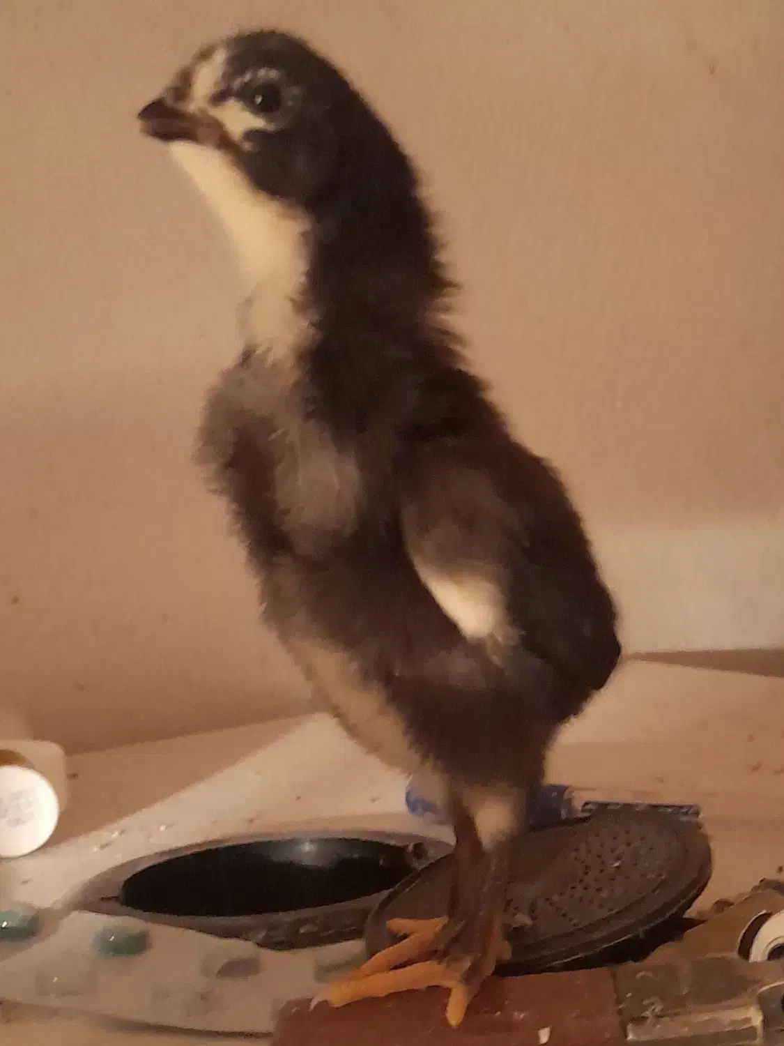 فروش جوجه های ۱۴ روزه لاری و برهمای اصیل با کیفیت|حیوانات مزرعه|رشت, چمارسرا|دیوار