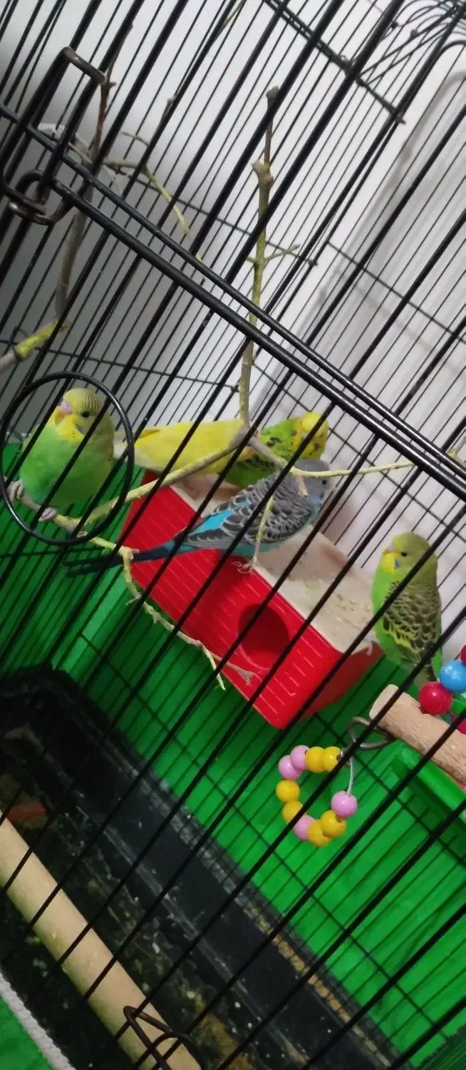 مرغ عشق|پرنده|ارومیه, |دیوار