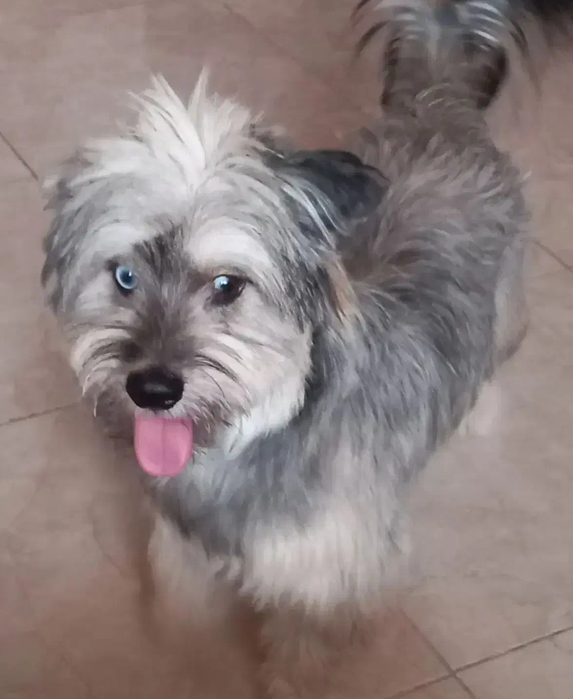 سگ شیتزو تریر|سگ|رشت, شهرک شهید رجایی|دیوار