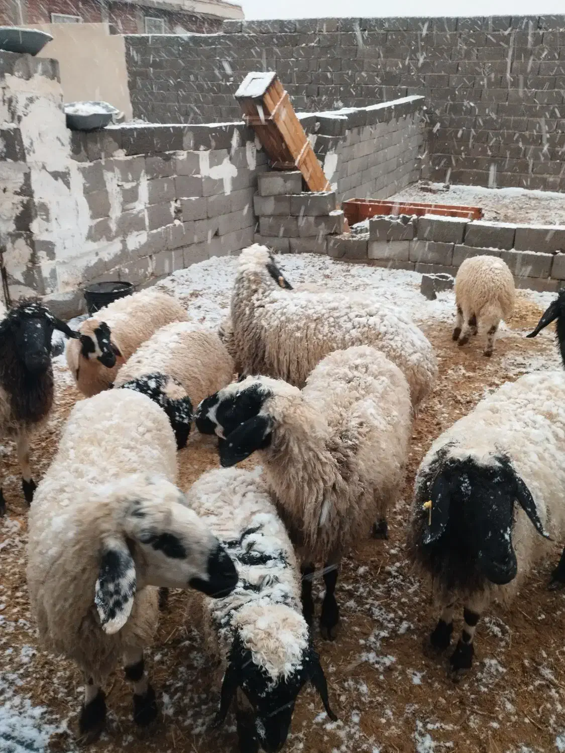 بره چاق فروشی کسی خواست درخدمتم|حیوانات مزرعه|یزدان شهر, |دیوار