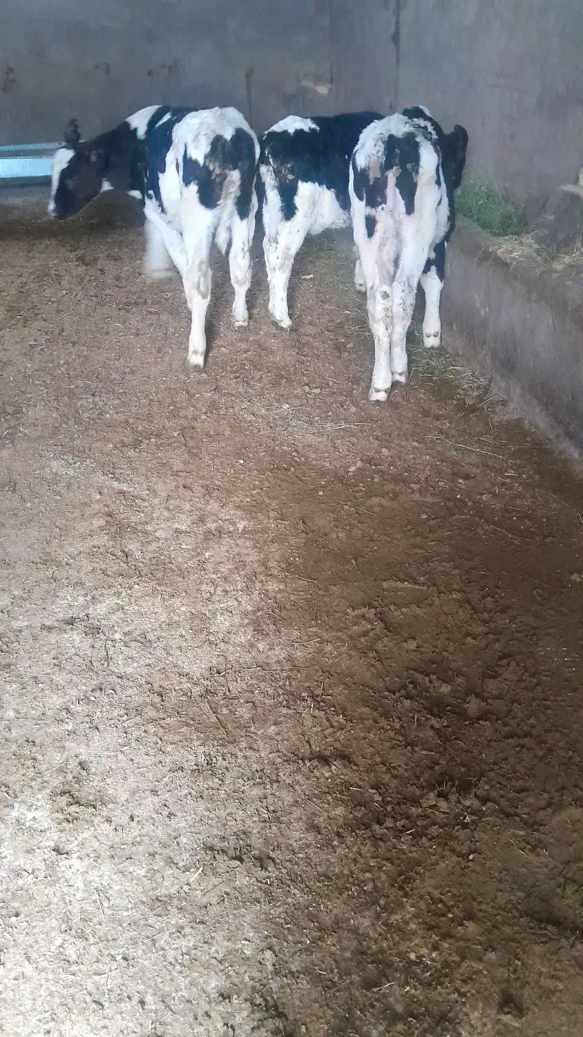 گوساله|حیوانات مزرعه|بوئین زهرا, |دیوار