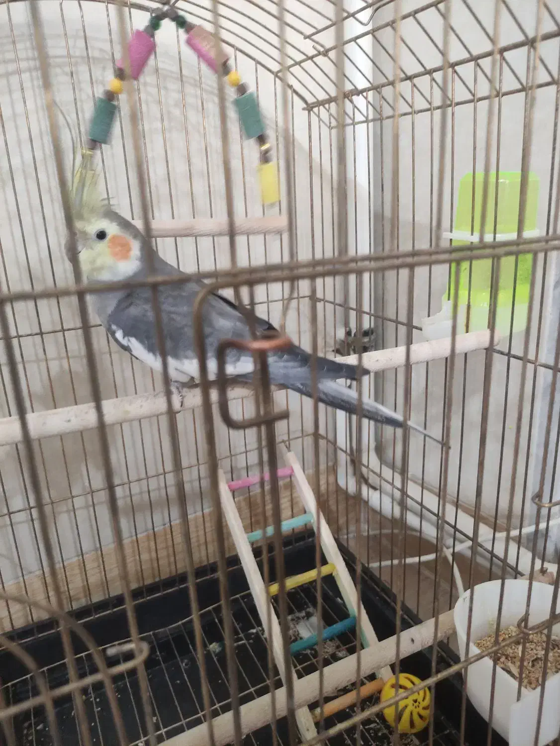 عروس هلندی نر|پرنده|ساوه, |دیوار