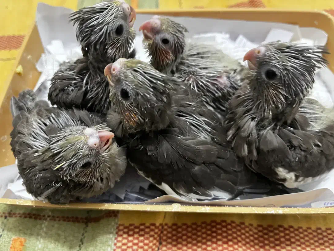 جوجه عروس هلندی|پرنده|لنگرود, |دیوار