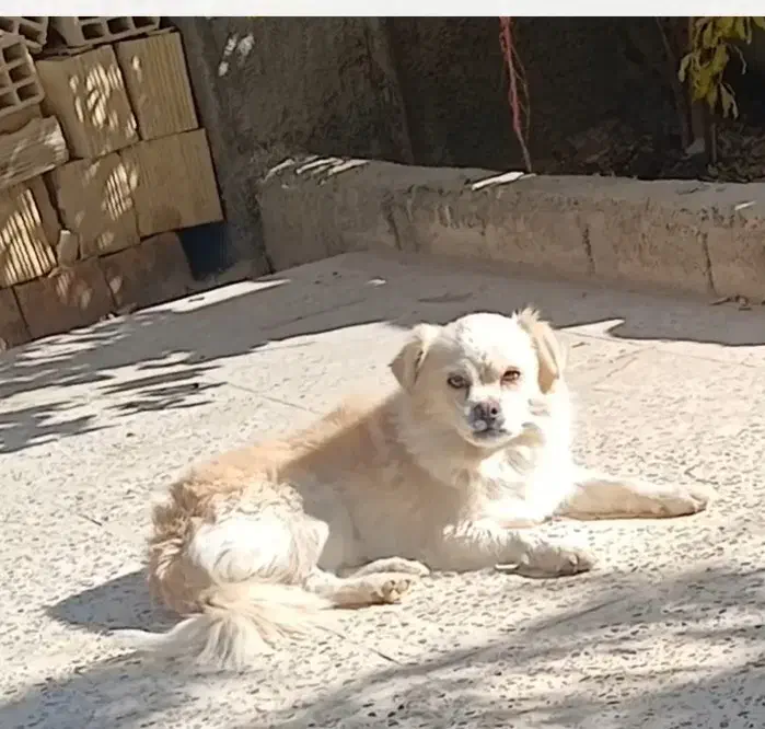 گمشده|سگ|نجف‌آباد, جلال آباد|دیوار