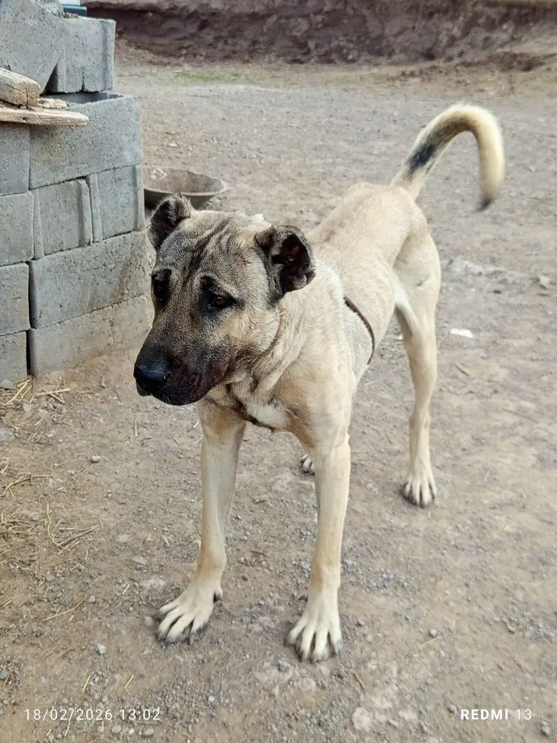 سگ ۱۳ ماهه|سگ|ترکمانچای, |دیوار