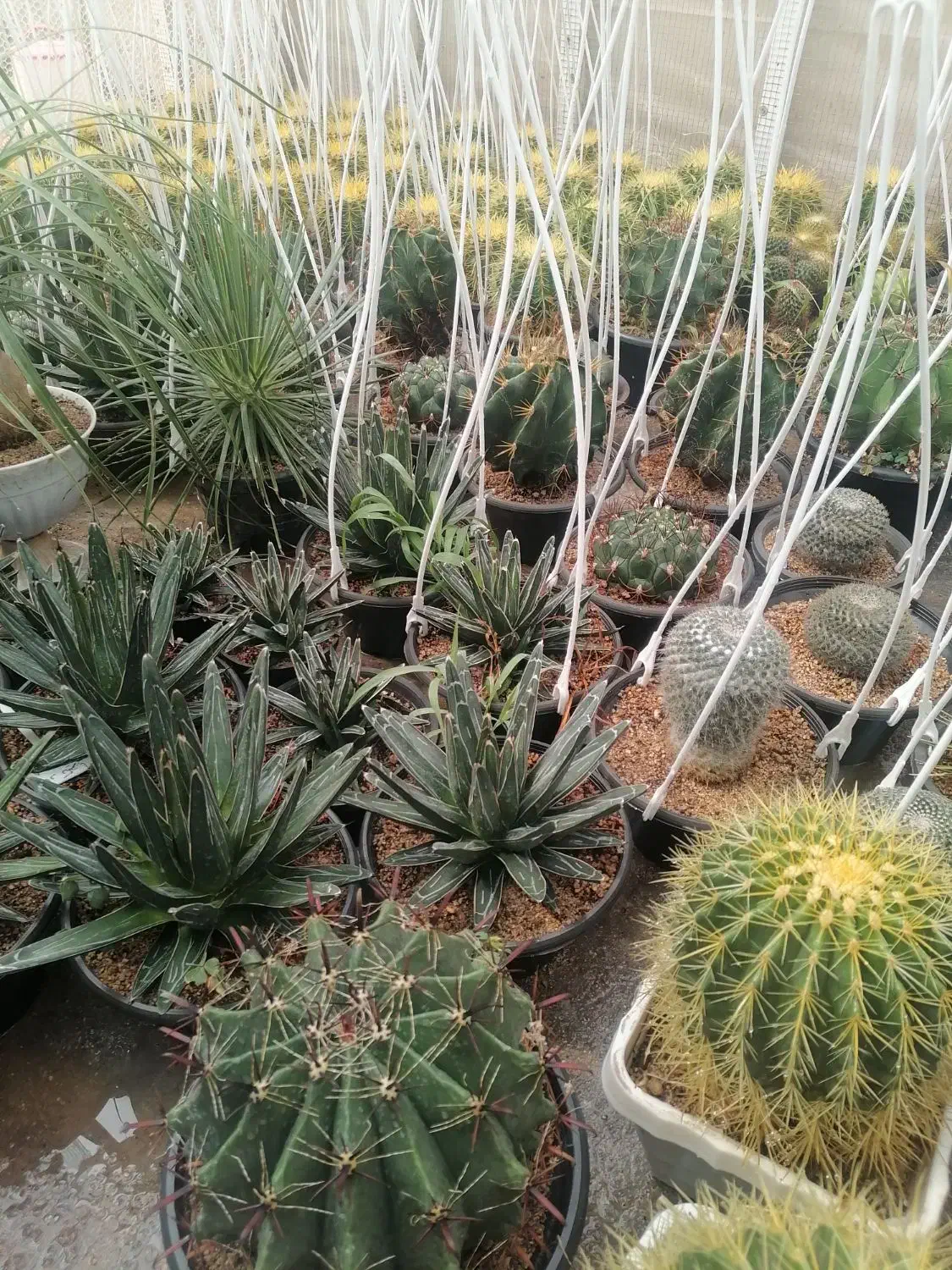 کاکتوس. آگاو. نخل مادگاسکار بزرگ|گل و گیاه طبیعی|نی‌ریز, |دیوار