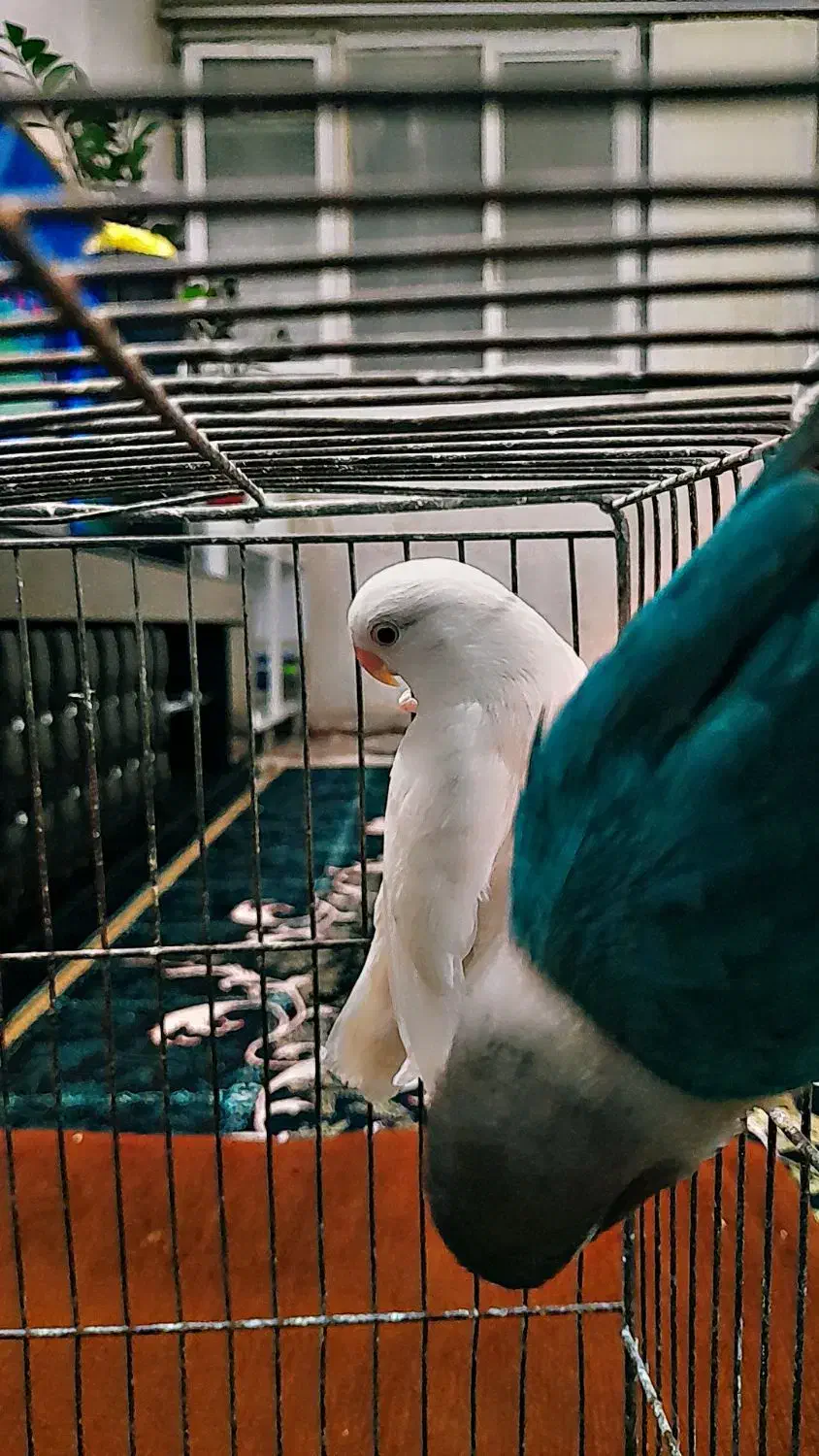 کوتوله برزیلی|پرنده|فسا, |دیوار