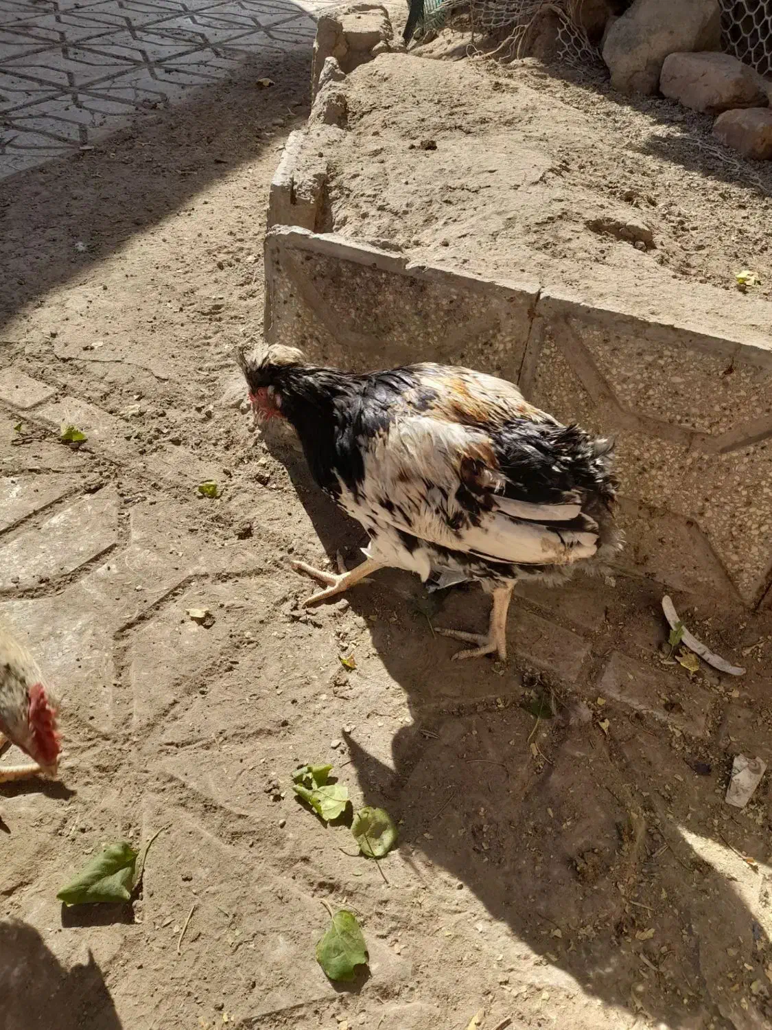 خروس|حیوانات مزرعه|تربت‌حیدریه, یحیی آباد|دیوار