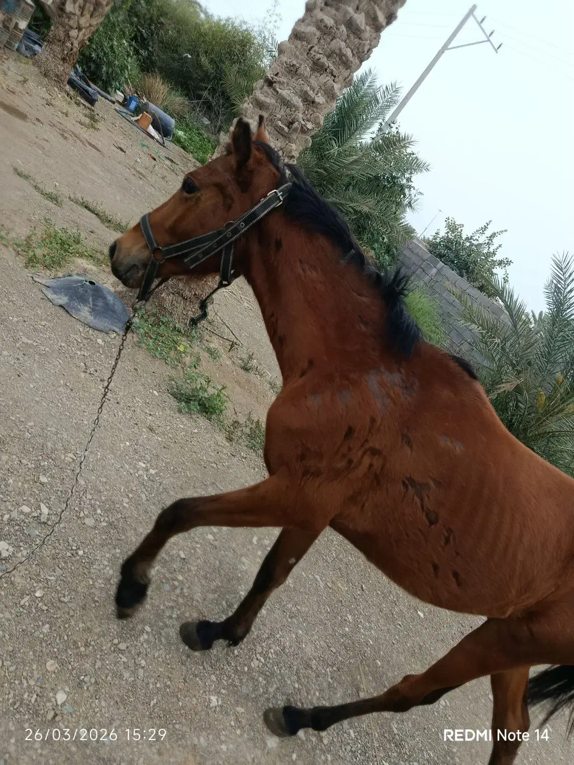 اسب|اسب و تجهیزات اسبسواری|بلوک, |دیوار